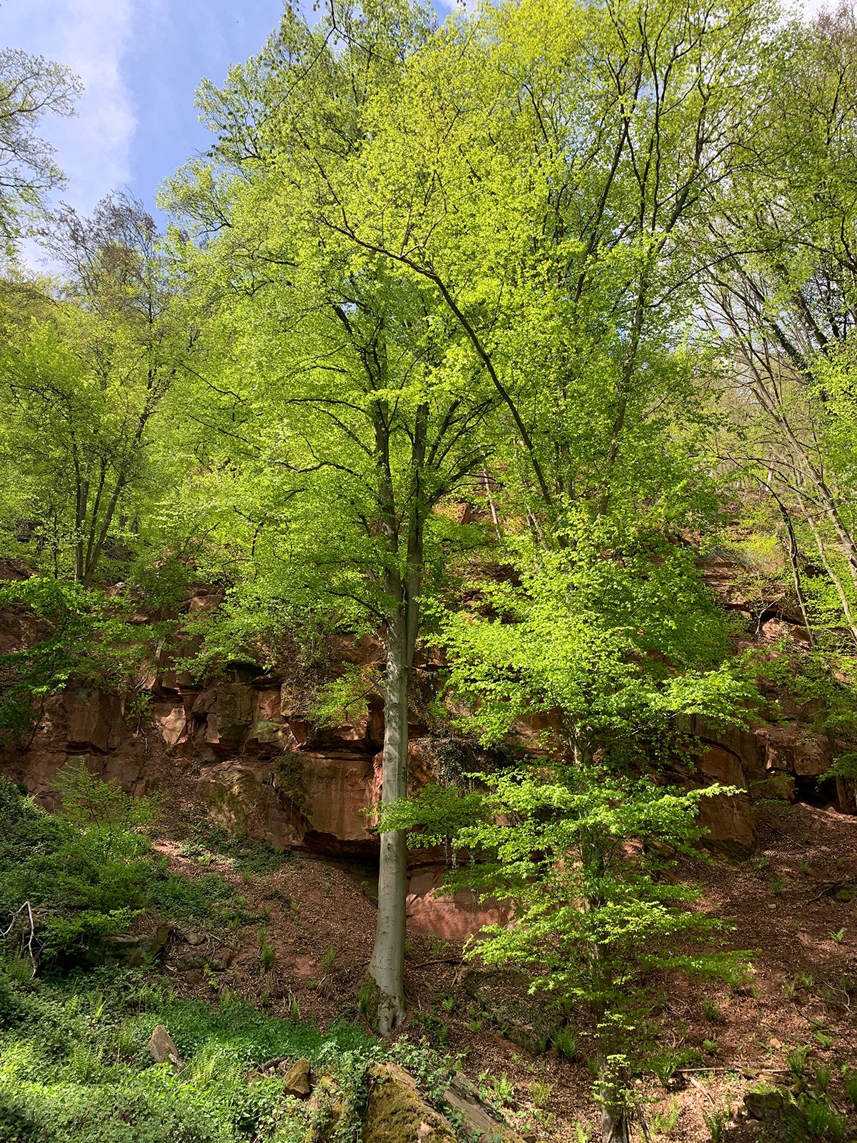 Buche im Steinbruch